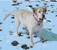 dog canine cancer research donate to fund cancer research,  The National Canine Cancer Foundation dedicated to eliminating cancer in dogs , fund cancer research grants, save lives, find cures, better treatments, and accurate, inexpensive cancer screeing methods for dogs with cancer, cancer, dogs, canine, pet cancer, cancer in dogs, donate to dog cancer research, pink paw