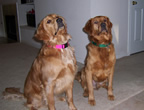 dog canine cancer research donate to fund cancer research,  The National Canine Cancer Foundation dedicated to eliminating cancer in dogs , fund cancer research grants, save lives, find cures, better treatments, and accurate, inexpensive cancer screeing methods for dogs with cancer, cancer, dogs, canine, pet cancer, cancer in dogs, donate to dog cancer research, pink paw