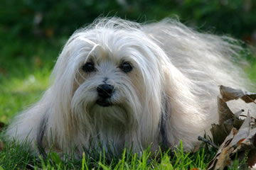 dog canine cancer research donate to fund cancer research,  The National Canine Cancer Foundation dedicated to eliminating cancer in dogs , fund cancer research grants, save lives, find cures, better treatments, and accurate, inexpensive cancer screeing methods for dogs with cancer, cancer, dogs, canine, pet cancer, cancer in dogs, donate to dog cancer research, pink paw