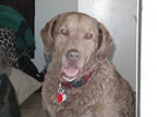 dog canine cancer research donate to fund cancer research,  The National Canine Cancer Foundation dedicated to eliminating cancer in dogs , fund cancer research grants, save lives, find cures, better treatments, and accurate, inexpensive cancer screeing methods for dogs with cancer, cancer, dogs, canine, pet cancer, cancer in dogs, donate to dog cancer research, pink paw