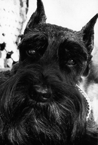 dog canine cancer research donate to fund cancer research,  The National Canine Cancer Foundation dedicated to eliminating cancer in dogs , fund cancer research grants, save lives, find cures, better treatments, and accurate, inexpensive cancer screeing methods for dogs with cancer, cancer, dogs, canine, pet cancer, cancer in dogs, donate to dog cancer research, pink paw