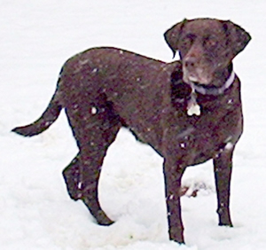 Zuma