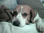 beagle died of dog canine cancer research donate to fund cancer research,  The National Canine Cancer Foundation dedicated to eliminating cancer in dogs , fund cancer research grants, save lives, find cures, better treatments, and accurate, inexpensive cancer screeing methods for dogs with cancer, cancer, dogs, canine, pet cancer, cancer in dogs, donate to dog cancer research, pink pawprotrate cancer, donate to canine cancer research for dogs