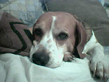 beagle died of protrate cancer, donate to canine cancer research for dogs