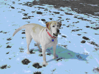 dog canine cancer research donate to fund cancer research, The National Canine Cancer Foundation dedicated to eliminating cancer in dogs , fund cancer research grants, save lives, find cures, better treatments, and accurate, inexpensive cancer screeing methods for dogs with cancer, cancer, dogs, canine, pet cancer, cancer in dogs, donate to dog cancer research, pink paw