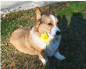 dog canine cancer research donate to fund cancer research,  The National Canine Cancer Foundation dedicated to eliminating cancer in dogs , fund cancer research grants, save lives, find cures, better treatments, and accurate, inexpensive cancer screeing methods for dogs with cancer, cancer, dogs, canine, pet cancer, cancer in dogs, donate to dog cancer research, pink paw