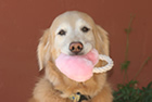 Holly  my beloved Bailey who die of cancer.  He is the motivation for why we want to find cures for canine cancer.