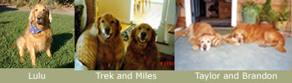 dog canine cancer research donate to fund cancer research,  The National Canine Cancer Foundation dedicated to eliminating cancer in dogs , fund cancer research grants, save lives, find cures, better treatments, and accurate, inexpensive cancer screeing methods for dogs with cancer, cancer, dogs, canine, pet cancer, cancer in dogs, donate to dog cancer research, pink paw