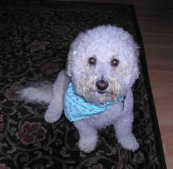Beau who died of Cancer