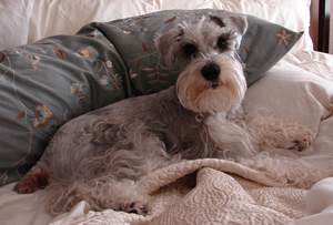 Bogie died of Cancer