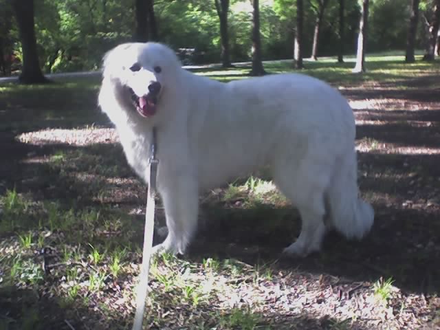 FiFi