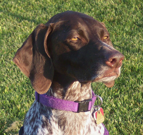 Honey died of Cancer