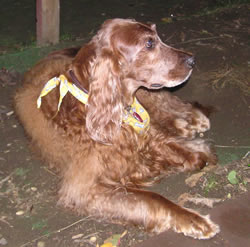 Kallie died of Cancer