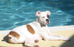 Rocco