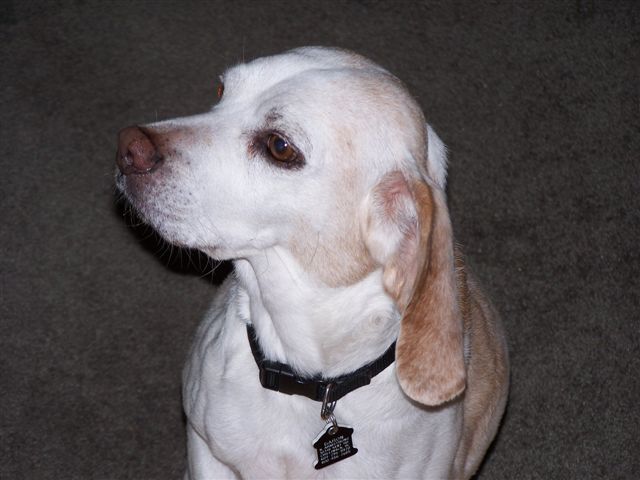 Buddy died of Cancer