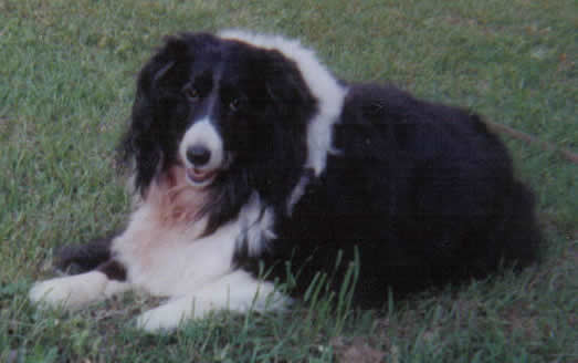 cody died of Cancer