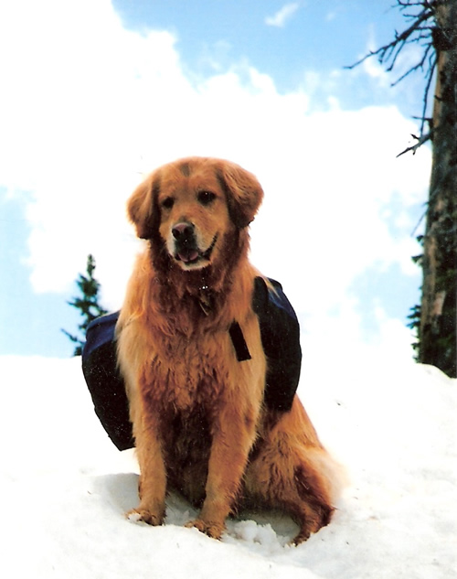 Darby in the Snow